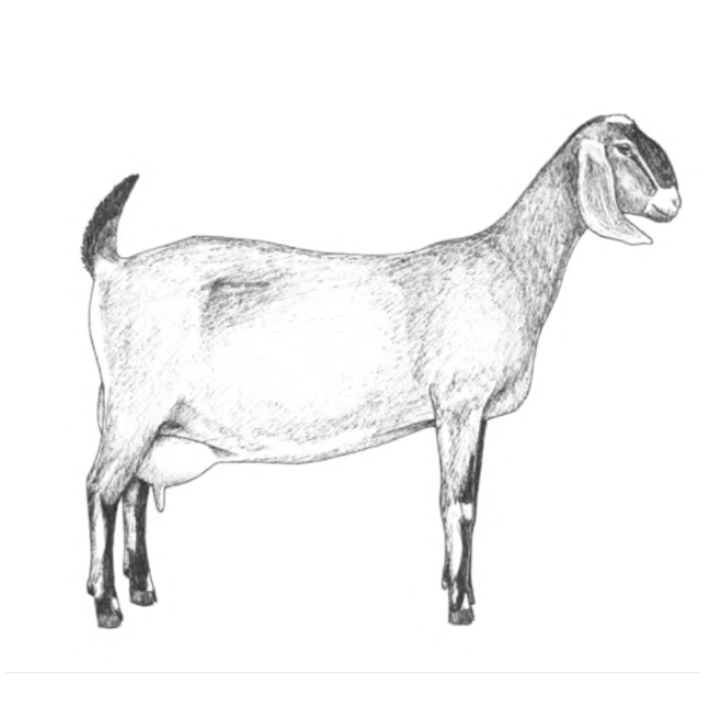 dibujo cabra nubian