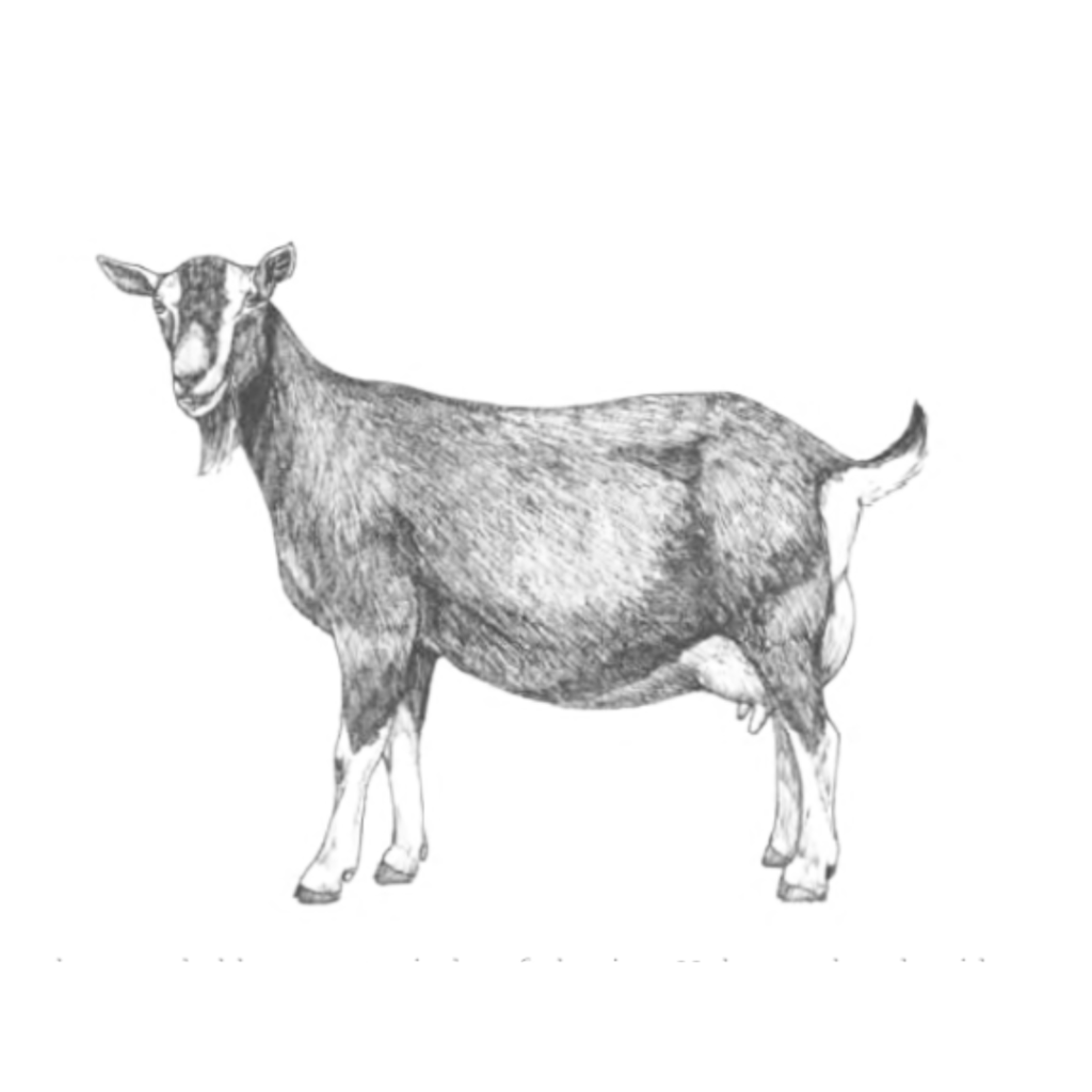dibujo cabra toggenburg