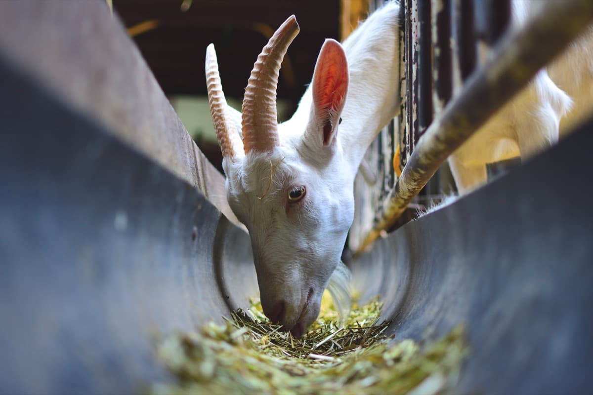 7 secretos para mejorar la producción de leche en cabras: alimentos, suplementos y prácticas recomendadas