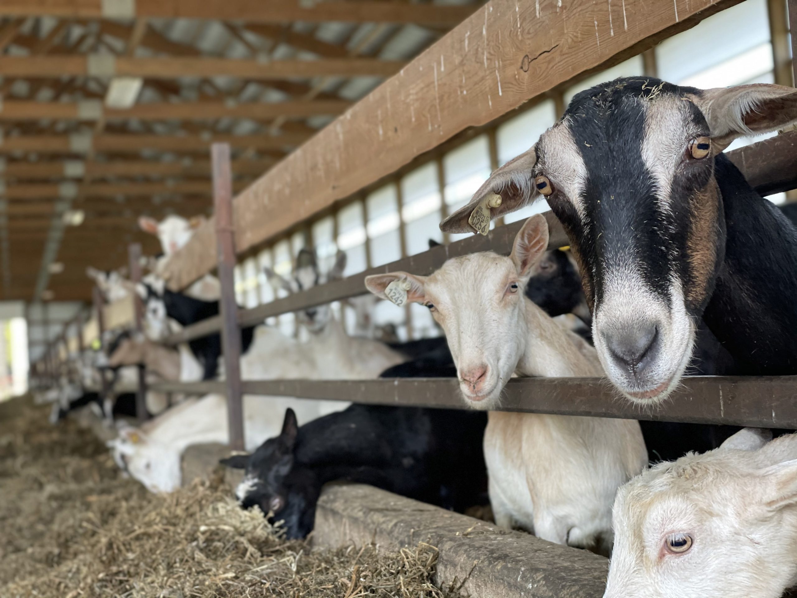 Cabras lecheras: cómo elegir la raza adecuada para maximizar la producción