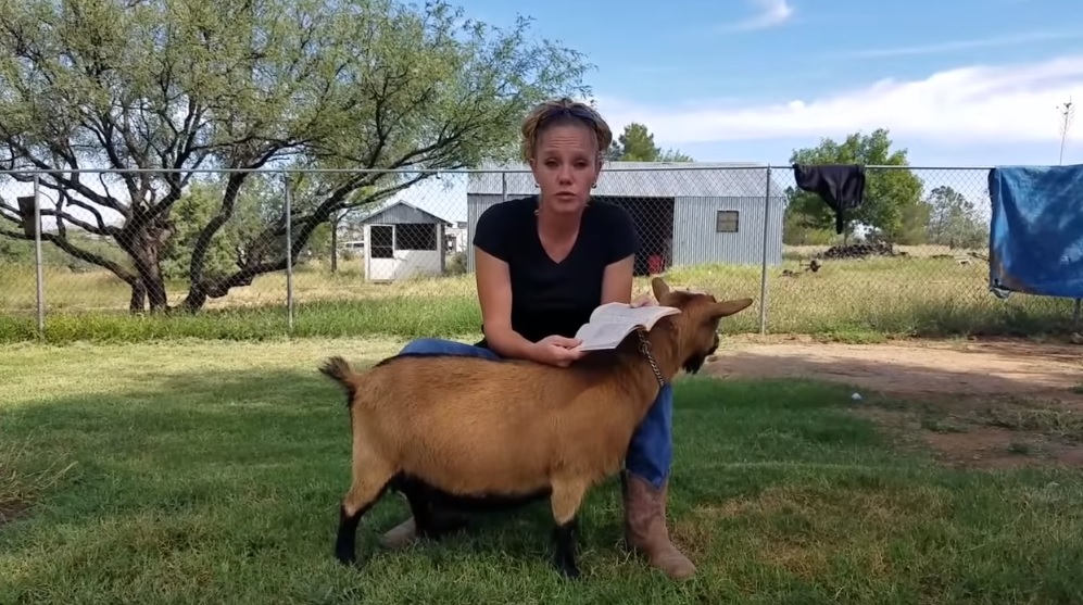 Guía para criar cabras lecheras de alta calidad