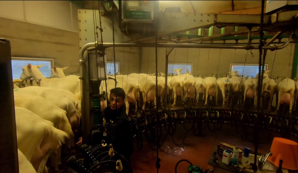 El Proceso de Ordeño en la Producción de Leche de Cabra: Una Práctica Fundamental